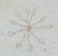 Floating Crinoid (Saccocoma) - Solnhofen Limestone #22459-1